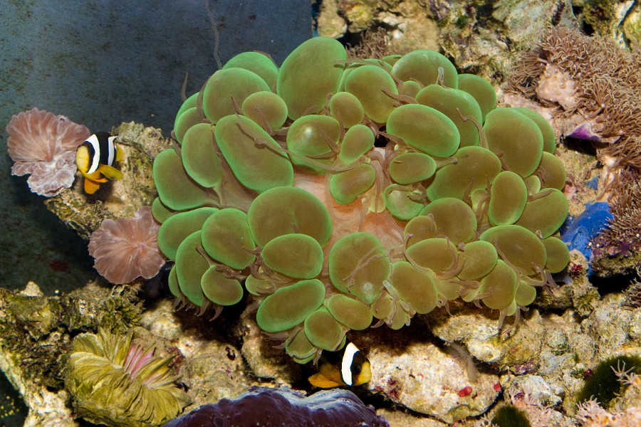 Bubble Green Coral (Physogyra sp)